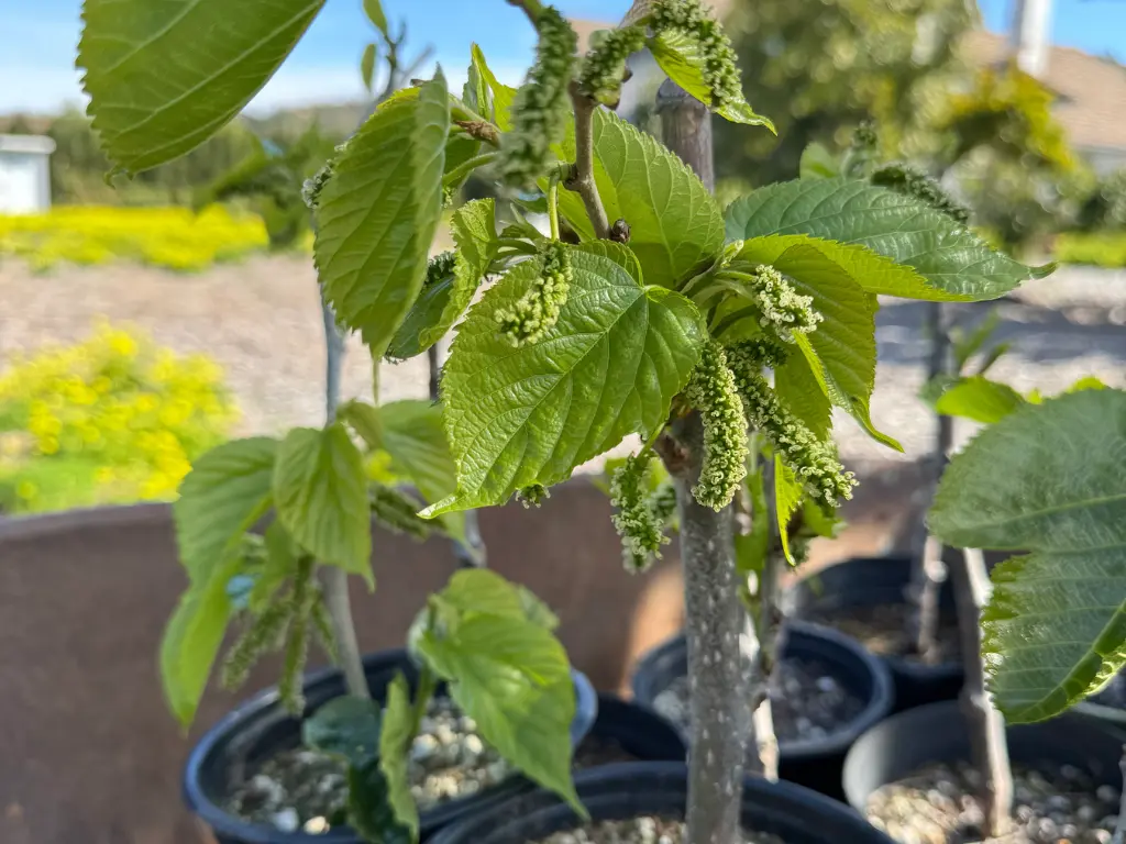 Potted young dwarf Pakistan mulberry tree with emerging fruit clusters and healthy leaves