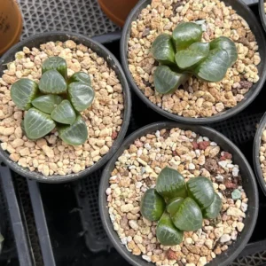 Haworthia Correcta Niagara Grape - 2.5'' Live Succulent, Rare Korean Cluster Plant