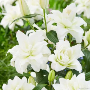 Double Oriental Roselily Carolina - 5 Bulbs - Fragrant, Pollen-Free Flowers