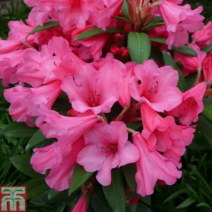 Rosy Pink Rhododendron Plant - Dwarf Azalea Plant 1-3 Year Old - Gallon Pot