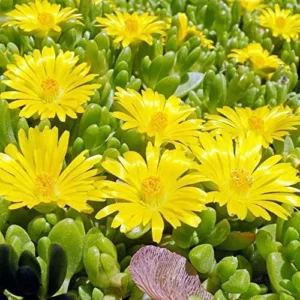 1 Pot - 1 Clump Yellow Ice Plant Live for Planting, 3-6 Inch Tall, Hardy Perennial Succulent Live Plant, Ground Cover Outdoor Garden
