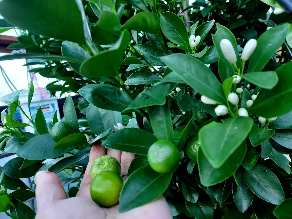 green Calamondin Tree