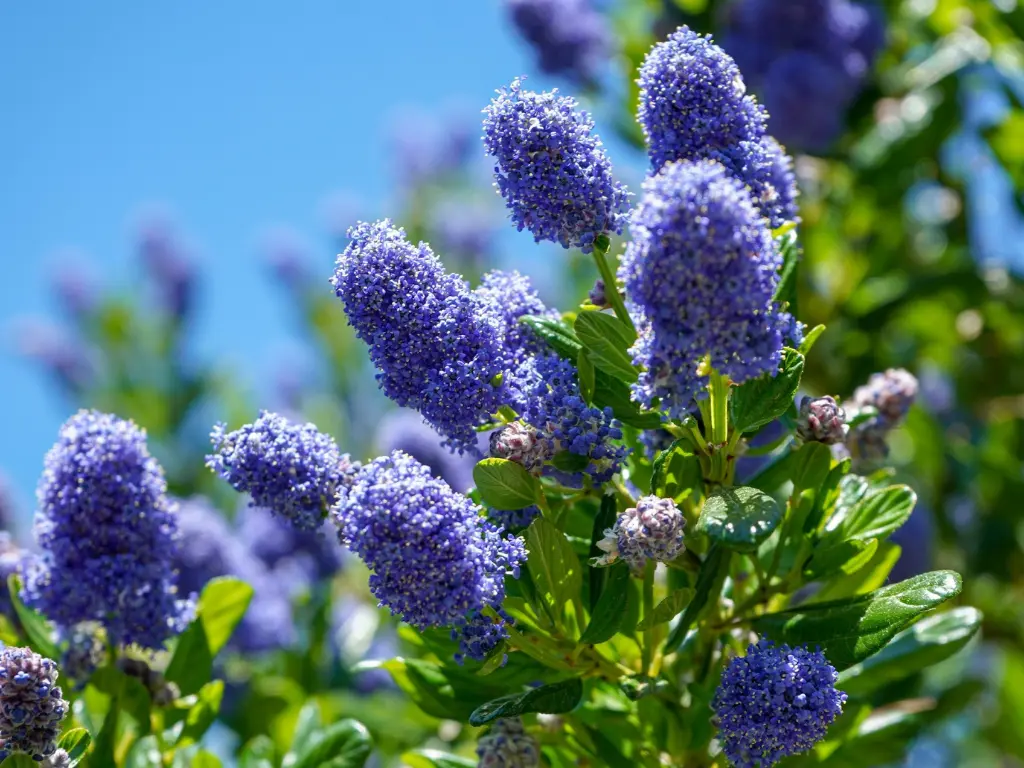 A California lilac plant flowering beautifully in a sunny spot with vibrant blue blossoms.