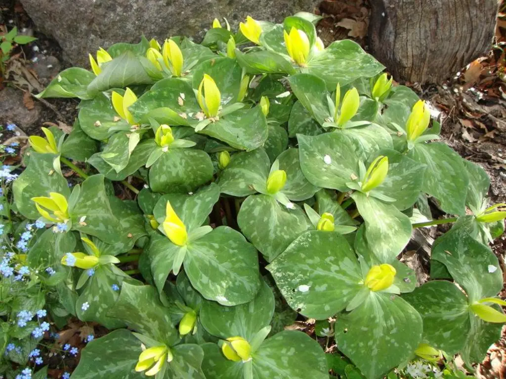 growing Yellow Trillium