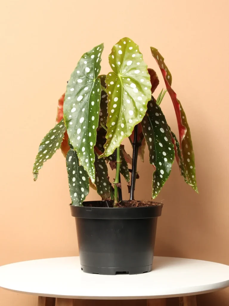 growing white angle wing begonia in pot