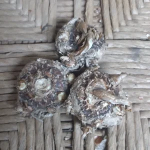 Picasso Calla Lily Bulbs - Bi-Color Cream & Purple Flower - Garden Ready