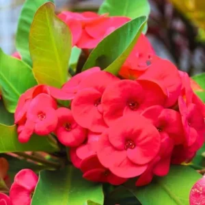 1 Pot Red Crown of Thorns Plant, 3-6 Inch Tall, House Plant Live Gardening Planting