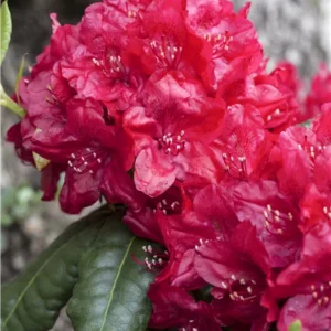 Rhododendron Plant Pink Flowers - Gallon Pot, 1-3 Year Old Azalea