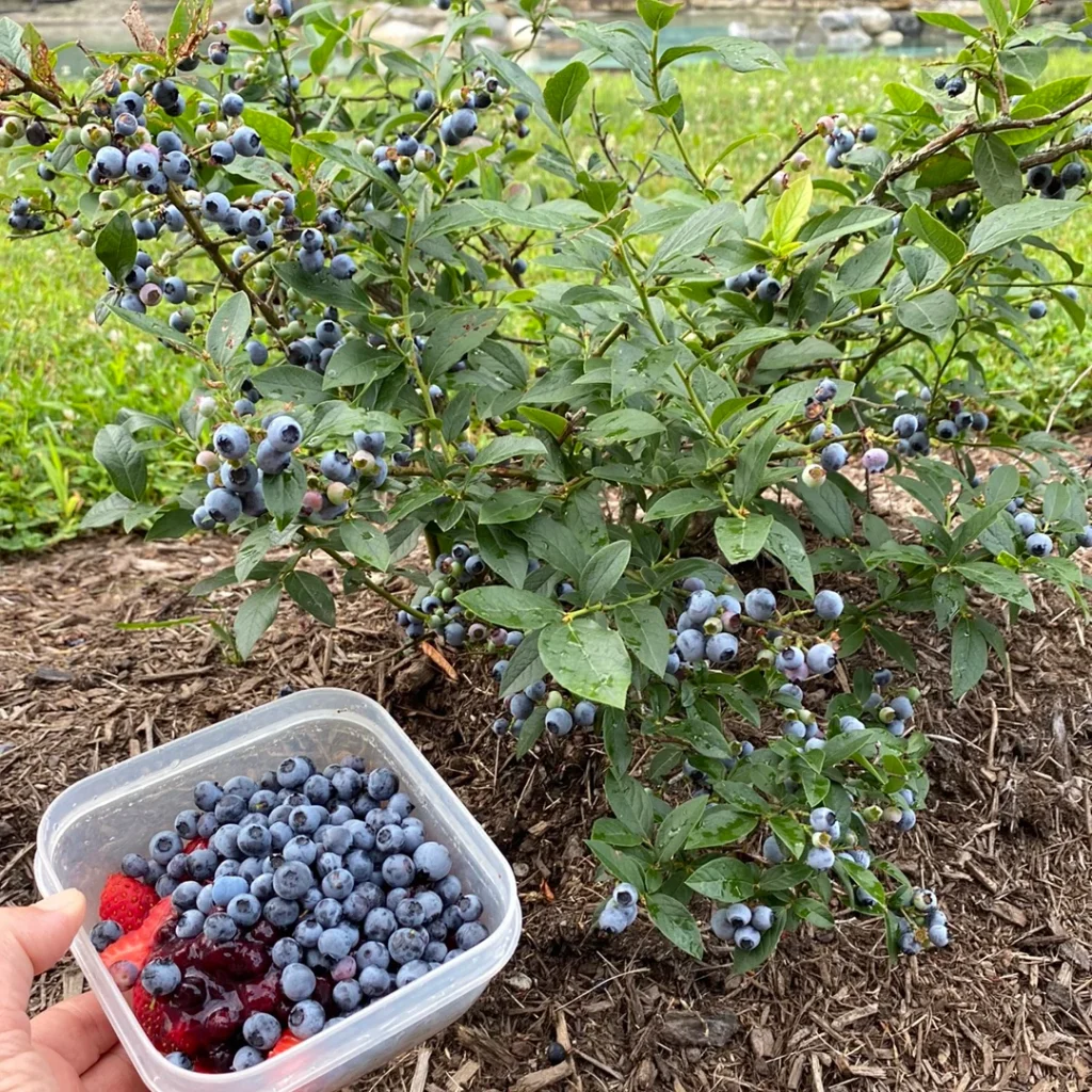 harvesting Northblue Blueberries