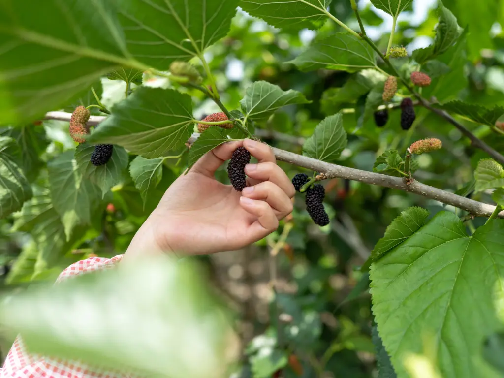 Hand harvesting ripe black Pakistan mulberries from the tree in a garden