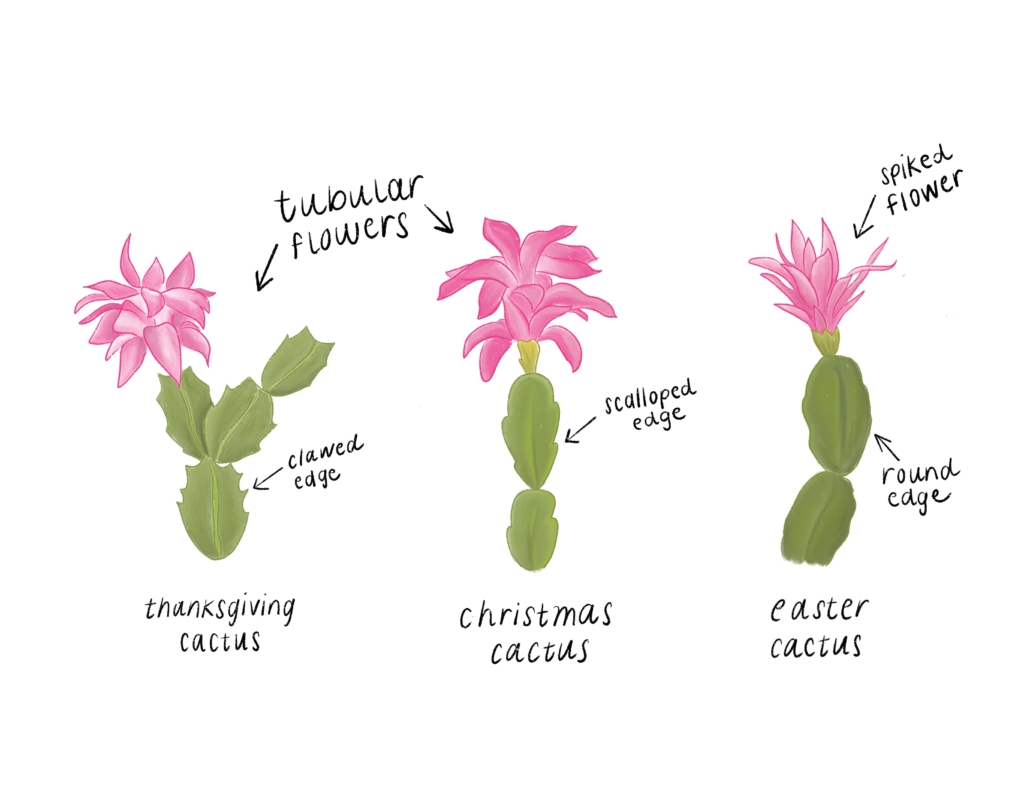 Identify holiday cactus 