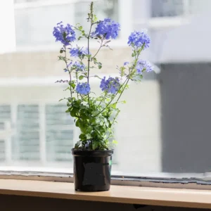 Set 1 Pot - 2 Plumbago Live Plants for Planting, 3-6 Inch Tall, Perfect for Bright Garden, Hardy & Low Maintenance