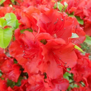 Girard's Hot Shot Rhododendron Plant - Red Flowers, Gallon Pot, 1-3 Year Old Azalea