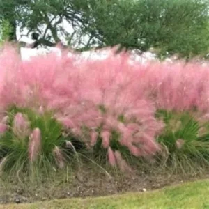 Muhly Grass Pink Plant Live, 4 to 6 Inch Tall Muhlenbergia Capillaris for Garden