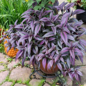 1 Pot - 2 Persian Shield Live Plants for Planting, 3-6 Inchs Tall, Indoor Houseplant, Purple and Green Foliage, Shade-Loving - Rare Indoor Outdoor Houseplant