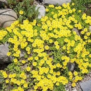 1 Pot - 1 Clump Yellow Ice Plant Live for Planting, 3-6 Inch Tall, Hardy Perennial Succulent Live Plant, Ground Cover Outdoor Garden