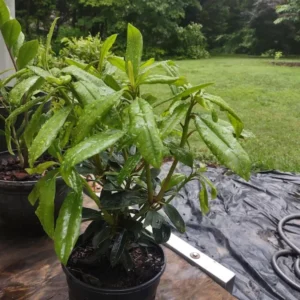 Horizon Monarch Rhododendron Plant - Yellow Flowers - 1 Gallon Pot - Garden Rhododendron