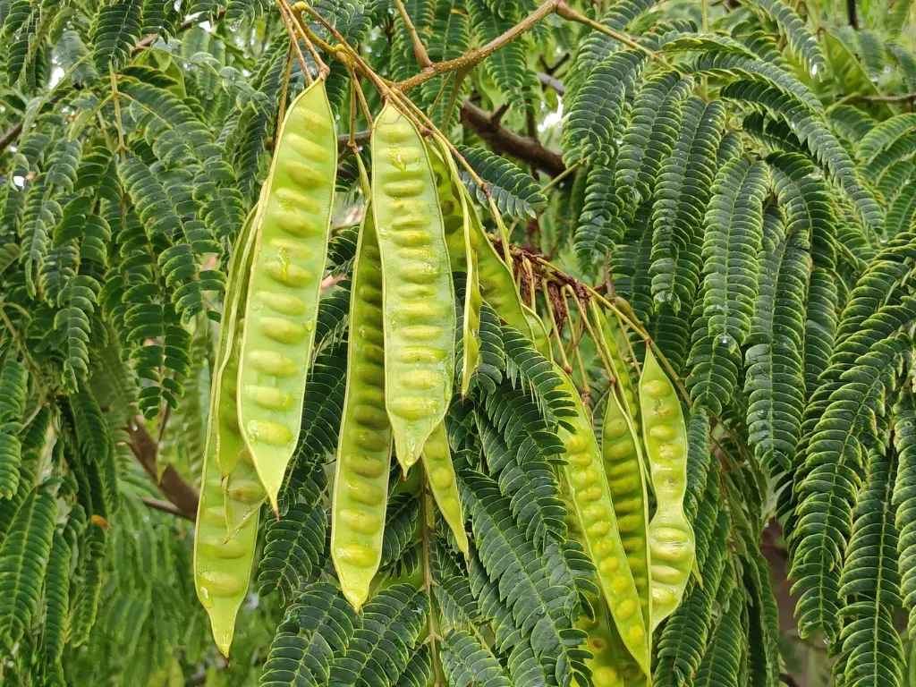 Green seed pods hanging from the branches of a Persian Silk Tree.