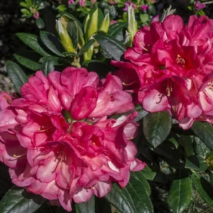 Rhododendron Plant Pink Flowers - Gallon Pot, 1-3 Year Old Azalea