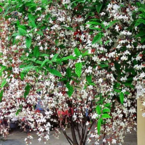 Clerodendrum Light Wallichii Plant - Trailing Light Bulb Flower - 4 to 6 Inch Tall