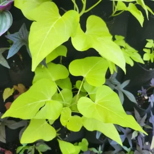 1 Pot Sweet Potato Vine Green Plant Live for Planting, 3-6 Inch Tall, Live Trailing Foliage Plant, Fast-Growing Ornamental Vine for Hanging Baskets, Patio Containers & Garden Borders