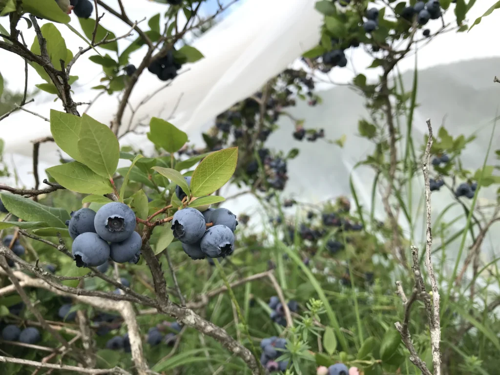 northblue blueberry bush