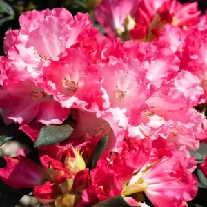 Pink and White Rhododendron Plant - Gallon Pot - Flowering Shrub