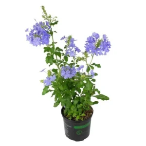 Set 1 Pot - 2 Plumbago Live Plants for Planting, 3-6 Inch Tall, Perfect for Bright Garden, Hardy & Low Maintenance