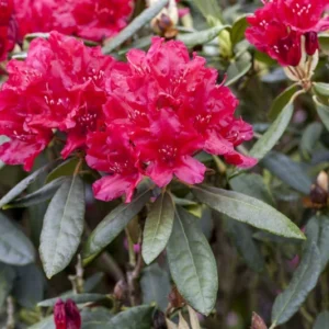 Rhododendron Plant Pink Flowers - Gallon Pot, 1-3 Year Old Azalea