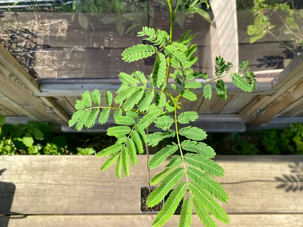 planting Persian silk tree