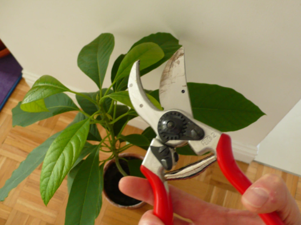 pruning Avocado seedlings