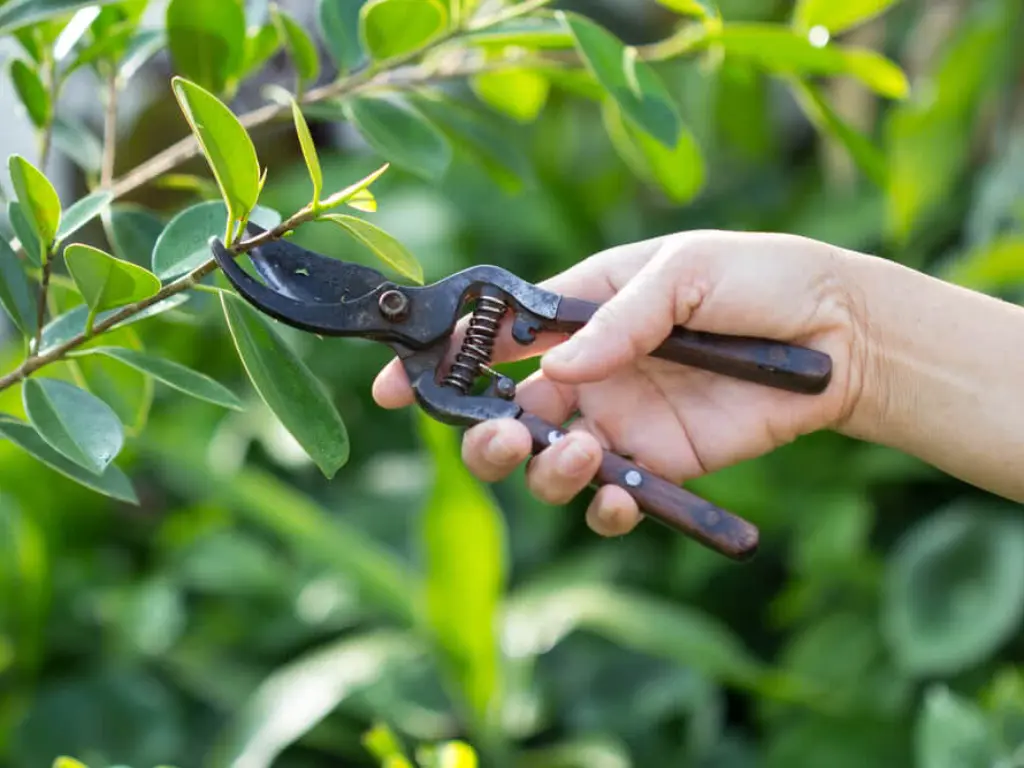 pruning California Lilacs