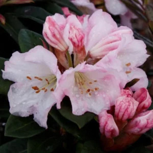 Pink Rhododendron Plant - Light Pink Flowers - 1-3 Year Old - Gallon Pot