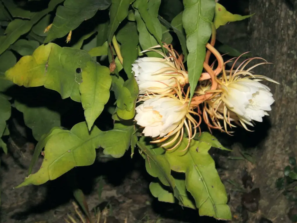 queen of the night cactus bloom