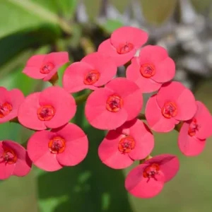 1 Pot Red Crown of Thorns Plant, 3-6 Inch Tall, House Plant Live Gardening Planting