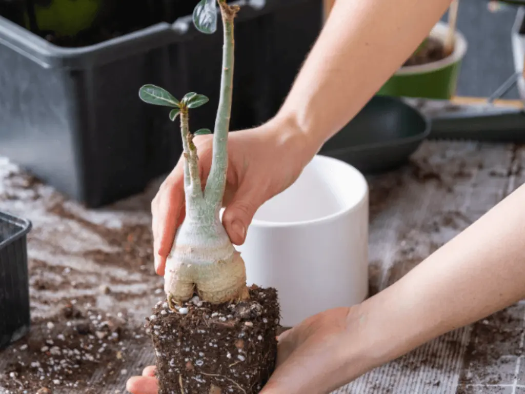 repoting desert rose