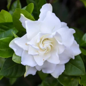 Frostproof Jasmine Plant Live Arabian Jasmine - 4 to 6 Inch Tall - Fragrant Blooms