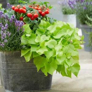 1 Pot Sweet Potato Vine Green Plant Live for Planting, 3-6 Inch Tall, Live Trailing Foliage Plant, Fast-Growing Ornamental Vine for Hanging Baskets, Patio Containers & Garden Borders