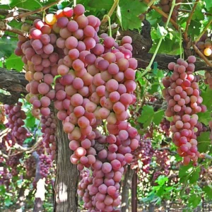 Red Flame Seedless Grape Vine Plant - 1 to 2 Yr Old Live Plant Ready for Planting