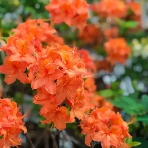 Mandarin Lights Rhododendron Plant - Orange Azalea - 1 Gallon Pot - Vibrant Blooms