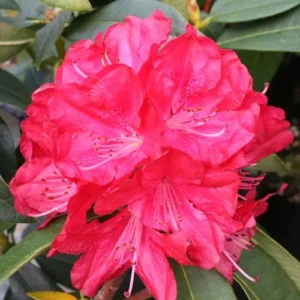 Rhododendron Plant - Waxy Red Flowers - Gallon Pot - Early Blooming