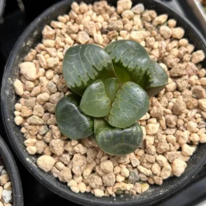 Haworthia Correcta Niagara Grape - 2.5'' Live Succulent, Rare Korean Cluster Plant