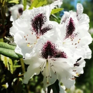 White Rhododendron Plant - 1-3 Year Old - Gallon Pot - Flowering Shrub