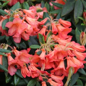 Orange Rhododendron Plant - Fabia Rhododendron - 1-3 Year Old Gallon Pot