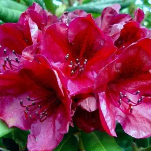 Black Sport Rhododendron Plant: Purple Black Highlight Flowers, Gallon Pot