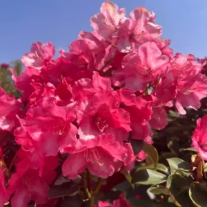 Pink Rhododendron Plant Gallon Pot - Rhododendron Flowers Azalea Plant