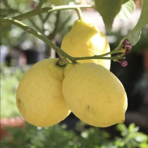 Meyer Lemon Tree Bush - Live Plant 5-10 Inch Tall 4 Inch Pot - Yellow Lemon Fruit Tree