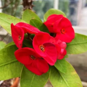 1 Pot Red Crown of Thorns Plant, 3-6 Inch Tall, House Plant Live Gardening Planting