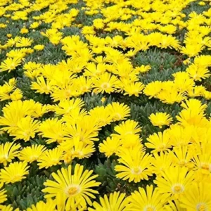 1 Pot - 1 Clump Yellow Ice Plant Live for Planting, 3-6 Inch Tall, Hardy Perennial Succulent Live Plant, Ground Cover Outdoor Garden