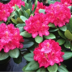 April Glow Rhododendron Plant - Rosy Pink Flowers, Gallon Pot, 1-3 Year Old